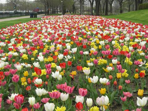 File:Tulips at Buckingham Fountain.jpg - Wikipedia