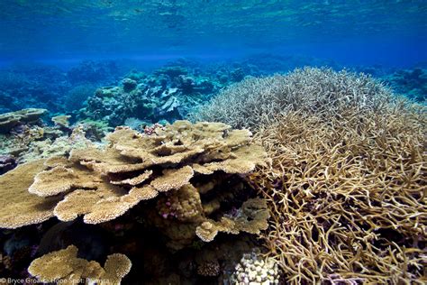 Palmyra Atoll Corals: Palmyra Atoll - Hope Spot: Bryce Groark - Photography