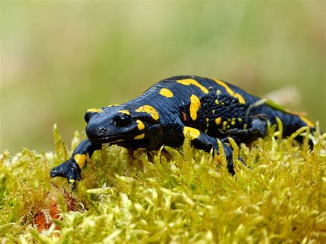 Fire Salamander | Fire Salamander | PHOTOGALLERY