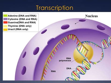 12.3 DNA - RNA - Amino Acid - Protein