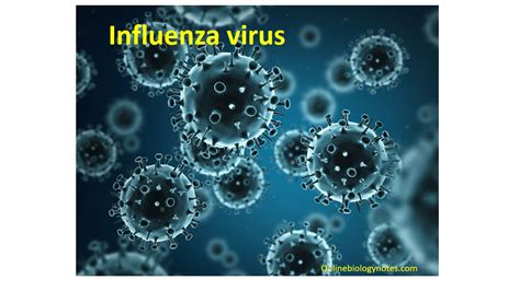 Influenza Virus Picture