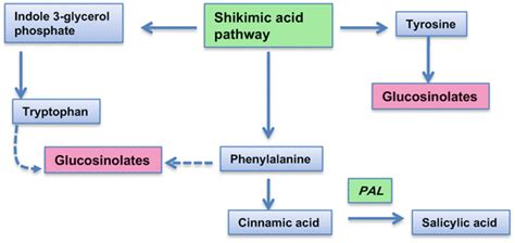 Glucosinolates and Plant Defense | SpringerLink