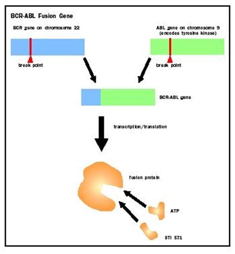 Oncogenes and Cancer Cells - Biology Encyclopedia - body, function ...