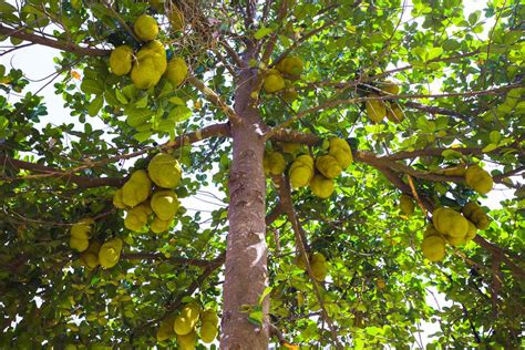 How to Grow and Care for Jackfruit Trees