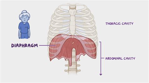 Anatomy of the diaphragm: Video, Anatomy & Definition | Osmosis