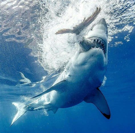 Tiburón atacando. | White sharks, Sharks scary, Shark