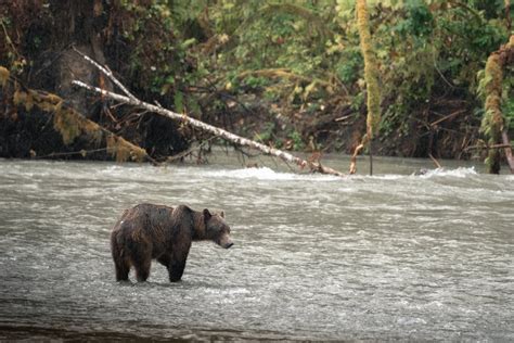 Beyond the Shoreline: Campbell River's Diverse Wildlife Excursions ...