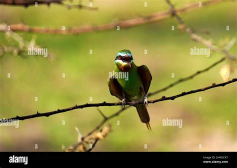 African birds can be stunning colours & the sounds of birdsong is incredible Stock Photo - Alamy