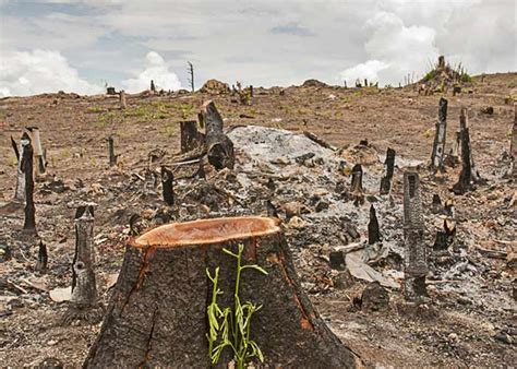 Effects and Impacts of Deforestation - Cutting of Trees