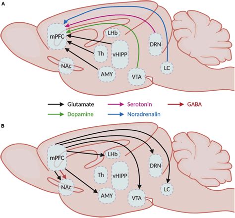 Frontiers | Functional Contribution of the Medial Prefrontal Circuitry ...