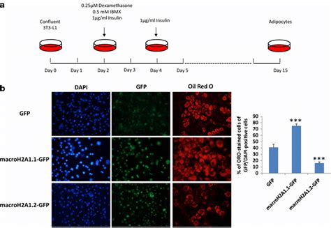 Schematic protocol for 3T3-L1 differentiation from pre-adipocytes into... | Download Scientific ...