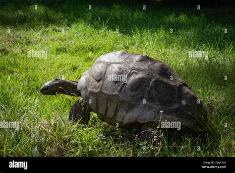 Jonathan the tortoise, the oldest living mammal, at Plantation House on the Atlantic island of ...