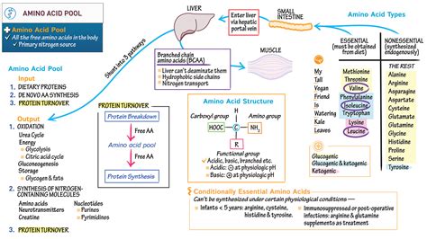 Disorders Of Amino Acid Metabolism