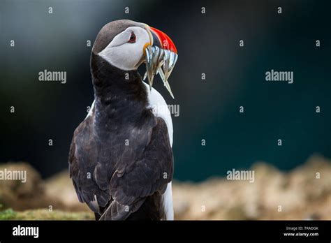 A Puffin with fish in its mouth on Skomer Island of the coast of Pembrokeshire UK Stock Photo ...