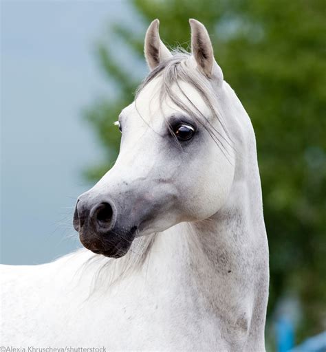 A Brief History of the Arabian Horse - Hoofpick Life - Equestrian Magazine