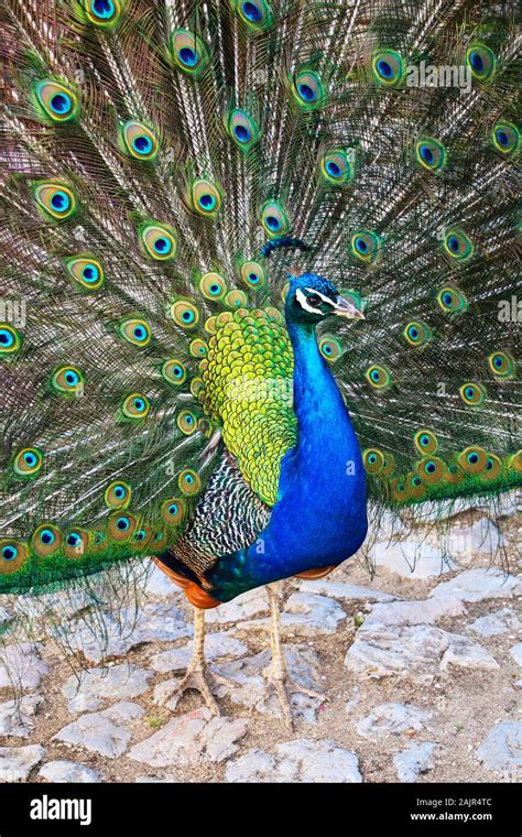 Portrait of beautiful peacock with spreading its tail Stock Photo - Alamy