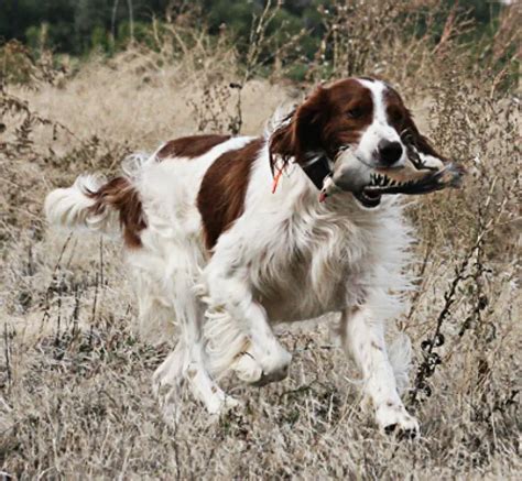 Irish Red and White Setter - Pet Your Dog