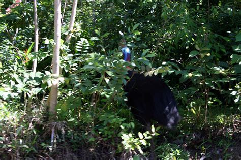 Cassowary | Animal Wildlife