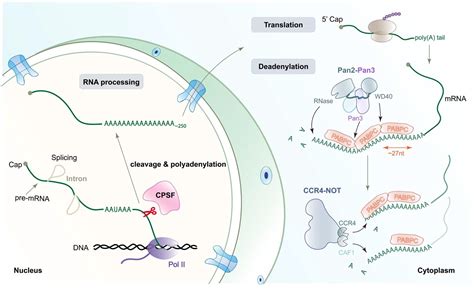 IJMS | Free Full-Text | Molecular Insights into mRNA Polyadenylation and Deadenylation