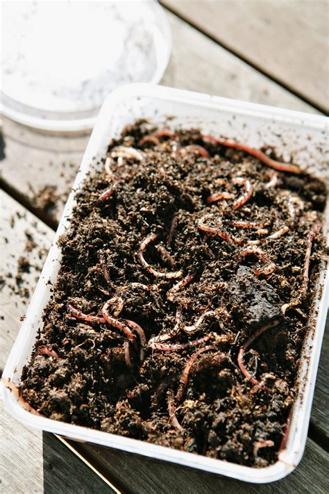 How To Make Vermicompost Bin At Home / Seven Easy Steps To Make ...