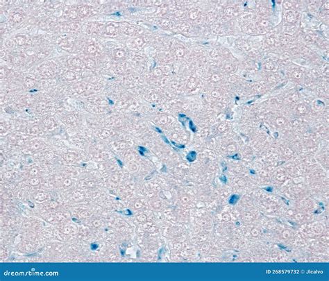 Liver. Kupffer Cells Labelled with Trypan Blue Stock Photo - Image of biology, microscopic ...