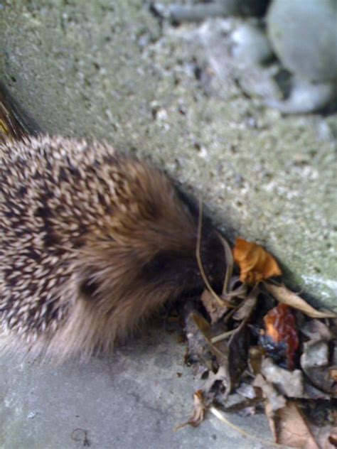 "hedgehogs give you ringworm" | Flickr - Photo Sharing!