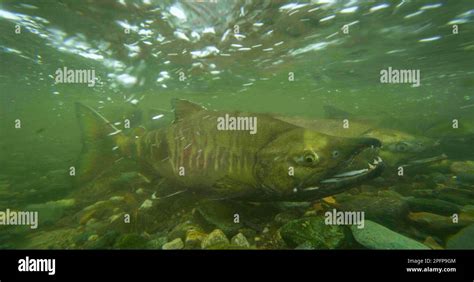 Salmon in the river, ready to swim against the current. Underwater ...