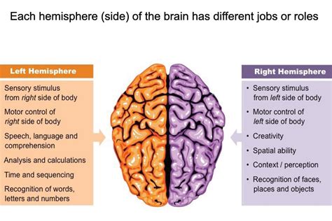 Lateralization of Brain Function & Hemispheric Specialization