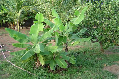 Dwarf Banana Tree: Growing Banana Plants as Ornamentals | Epic Gardening