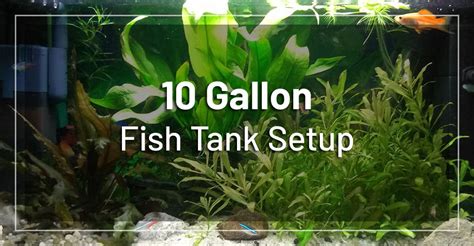 10 Gallon Fish Tank Setup - Complete Guide