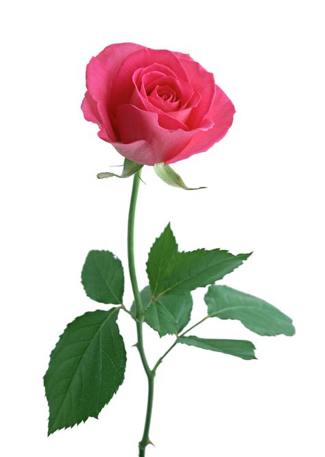 Rose stem www.UniqueSoChic.com | Unique So Chic - ClipArt Best - ClipArt Best