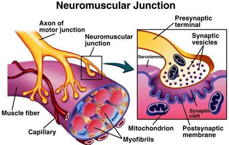 neuromuscular junction diagram