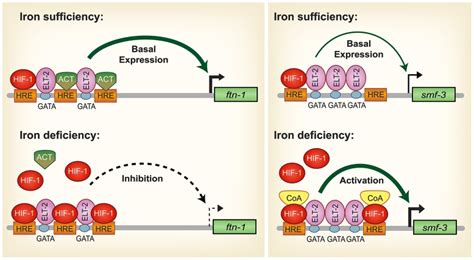 Model for HIF-1 iron-dependent activation and inhibition of intestinal... | Download Scientific ...