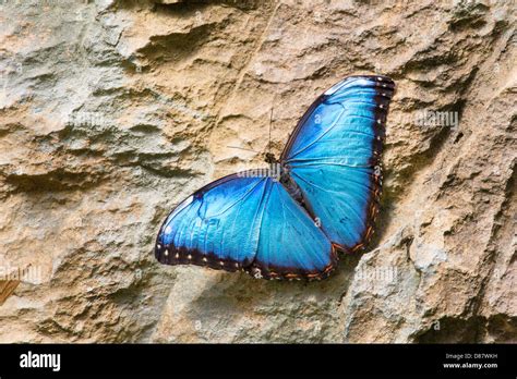 Butterfly at the Butterfly show at the Franklin Park Conservatory in Columbus Ohio Stock Photo ...