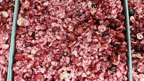 Freeze Drying Cranberries for Holiday Use…and Beyond | Harvest Right™ | Home Freeze Dryers ...