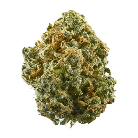 Collins Ave Strain | Information & Reviews | Flavor Fix