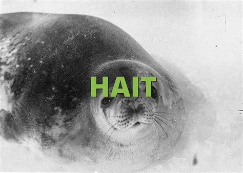 HAIT » What does HAIT mean? » Slang.org