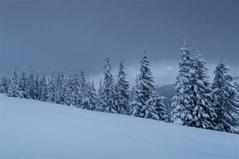 Majestic Winter Landscape, Pine Forest with Trees Covered with Snow. a Dramatic Scene with Low ...