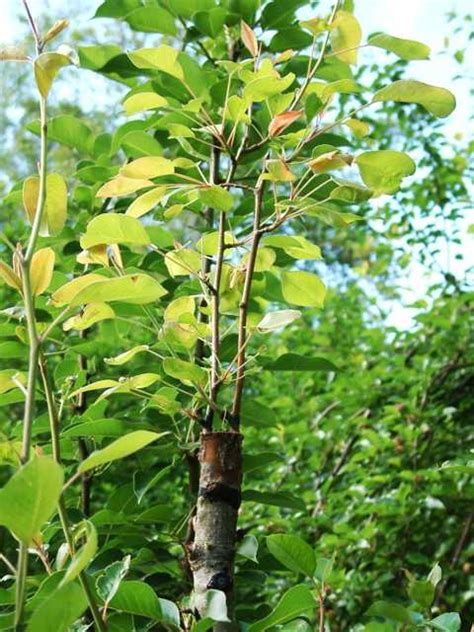 Pear – Grafting Using Super Glue | Walter Reeves: The Georgia Gardener