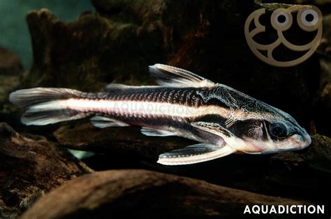 Striped Raphael Catfish - Platydoras armatulus Fish Profile & Care Guide