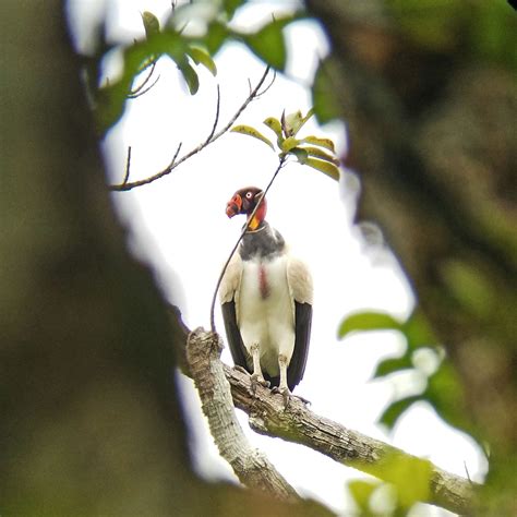 Costa Rica Birds: Best Places for Bird Watching | Costa rica wildlife, Costa rica, Osa peninsula ...