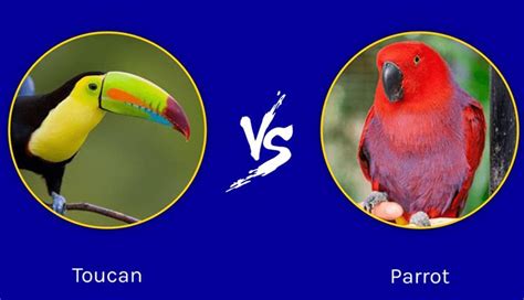 Is A Toucan A Parrot?