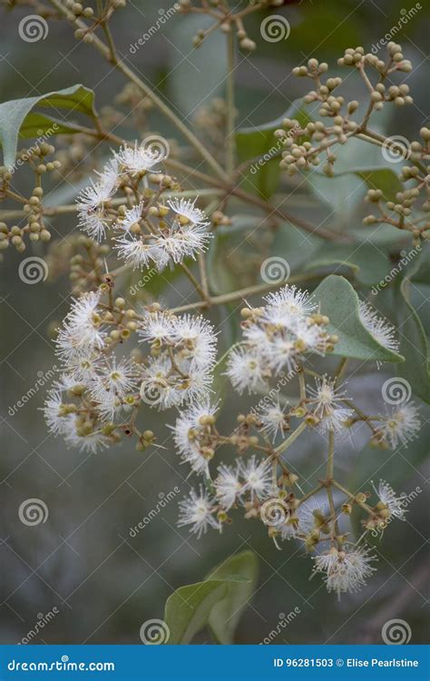 Spicewood Tree is a Member of the Myrtle Family with Fragrant Flowers, Leaves, and Wood Stock ...