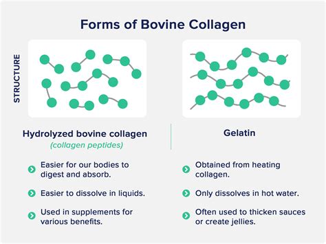 Bovine Collagen: Benefits, Types, and Side Effects - The Nutrition Insider