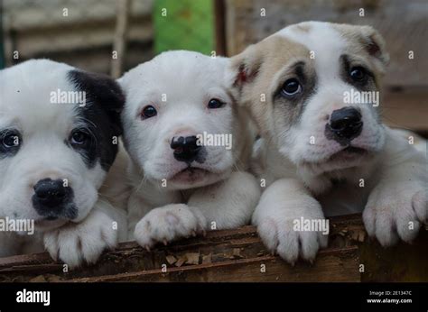 Three Funny puppies of the Central Asian shepherd. Puppies of Turkmen ...