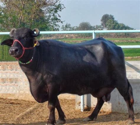 Dairy Farming: Murrah Buffalo Pictures