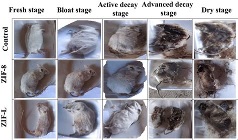 Decomposition of the postmortem interval (PMI) for mice carrions... | Download Scientific Diagram