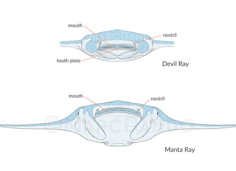 Cordero abdomen Rústico manta ray anatomy Salvaje pueblo alfiler