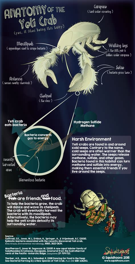 Anatomy of the Yeti Crab (Kiwa hirsuta) | Marine biology, Deep sea creatures, Marine life