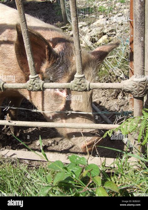 one pig in muddy field on farm in countryside Stock Photo - Alamy